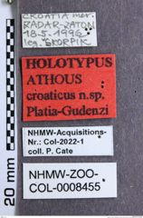 Etikette zu Athous (Orthathous) croaticus (Platia & Gudenzi, 2002) (NHMW-ZOO-COL-0008455)